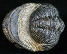 Bumpy, Barrandeops (Phacops) Trilobite #11249-2